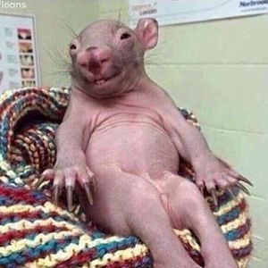 Meet your Posher, Veronica